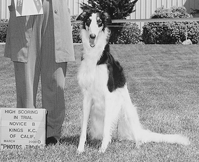 Top Obedience Borzoi 2000